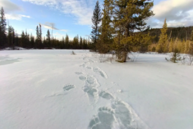 Следы медведя Александра Бузинова