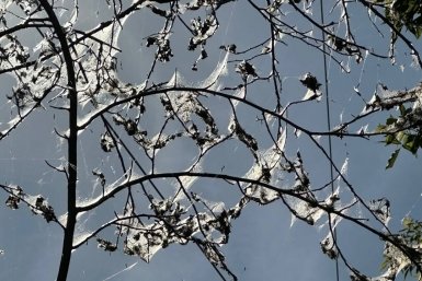 Нашествия не избежать: особо вредоносная горностаевая моль скоро захватит Иркутск