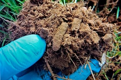 К нашествию саранчи начали готовиться на Ставрополье, в зоне риска три округа