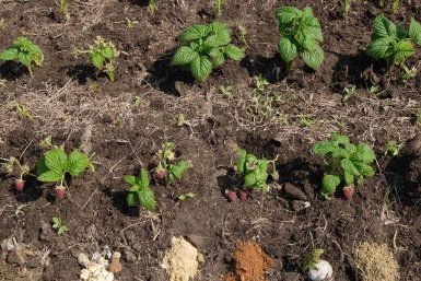 Подкормка малины после зимы: 3 этапа от опытного агронома