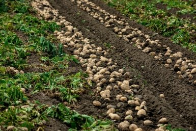 Рабочая схема 50×70 см - как сажать картофель весной - по 140 ведер с сотки