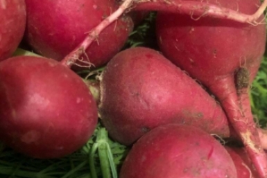 Перехитрила крестоцветную блошку: знаю, когда сажать редис и чем обработать, чтоб вредителю не достался