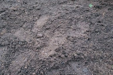 Когда и как сеять фацелию весной 2026 года: польза сидерата и советы эксперта