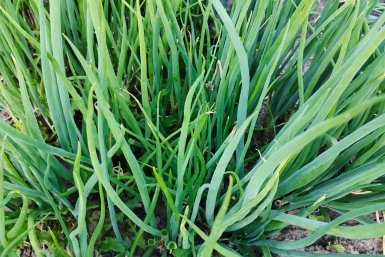 После таяния снега батуну - обязательно: 30 г в воду - и перья растут как на дрожжах