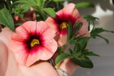 Петуния прет как бешеная: всего 1 ложка под корень, и шапки цветов не поместятся в кадку