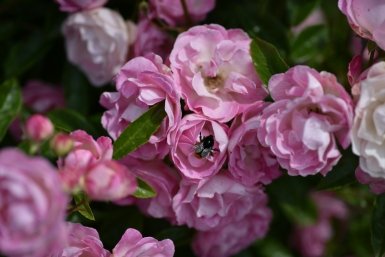 Соседи в шоке от моих пионов: 10 г дрожжей и 1 ложка сахара — и цветы растут всем на зависть