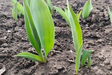 Как проклюнулись ростки - обязательно: 4 шага к пышному и обильному цветению тюльпанов