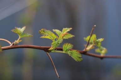 В СССР малину подвязывали один раз и на 20 лет: ни рубля не тратили — забытый метод