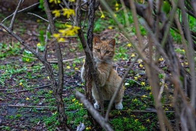 В Башкирии ребенок умер от бешенства после игры с уличной кошкой