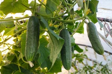 Магия плодоношения: 7 сортов огурцов, дающих урожай с июня по сентябрь - секреты опытных садоводов