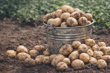 Как вырастить 140 ведер картофеля с сотки: метод, который работает без магии и биостимуляторов