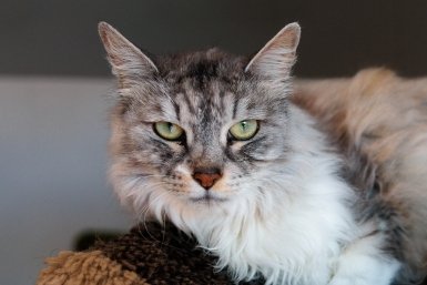 Перестала брать кошку на руки насильно: почему уважение границ сделало питомца в 2 раза ласковее