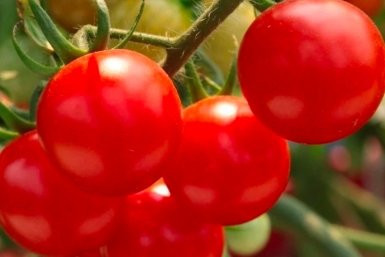 Посадил черри-гигант - и собрал с одного куста 100 помидоров со вкусом сладкого попкорна