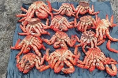 Изъятые крабы пресс-служба УМВД России по Сахалинской области