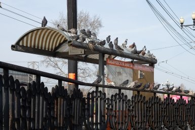 "Выглядит как месть бывшему": грустное зрелище на остановке озадачило владивостокцев