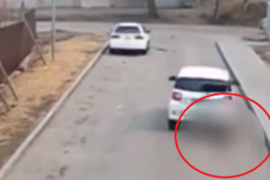 "Не для слабонервных": водила переехал собаку и сбежал с места ДТП в Приморье