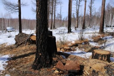 В Баяндаевском районе пресекли незаконную вырубку леса на более чем 300 тысяч