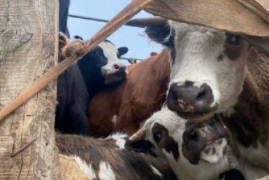 Коровы Управления Россельхознадзора по Забайкалью