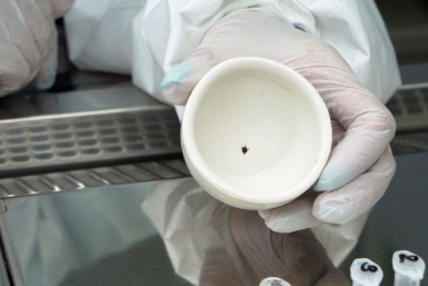 Укус клеща вам обеспечен, если не соблюдать меры — советы врачей из Приангарья