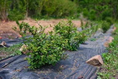 В Краснодаре школьники и детсадовцы высадят более 1,6 тысячи деревьев