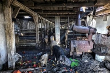 Свиноферма канала в МАХ (6+) ГУ МЧС по Забайкалью