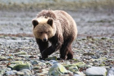 В Японии утвержден план по уничтожению тысяч медведей