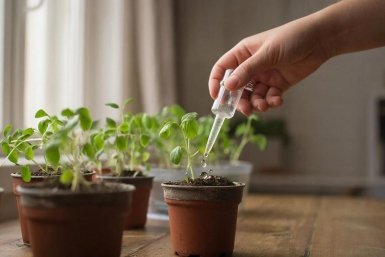 1 пипетка под корешок — и рассада мощнее секвойи: богатырский урожай томатов гарантирован