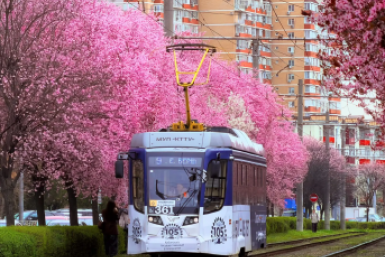 Яркие деревья сливы Писсарди расцвели в Краснодаре