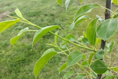 Не сорт, а рабочая лошадка сада: урожай груш каждый год, без пропуска, даже в Сибири и на Урале