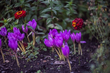 Волшебство на грядке: весенние клумбы, требующие минимум времени - сажаем и отдыхаем