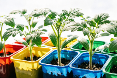 Дачники, эти 5 ошибок губят вашу рассаду — перестаньте их делать прямо сейчас