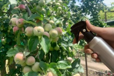 500 гр. на 5 л. - и гнилых яблок не будет: чем нужно опрыскать яблони в середине весны
