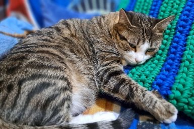 Проигнорировал этот симптом — и кошке пришлось удалить два зуба: вот что должно насторожить