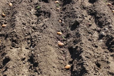 Кладу 30 мл золы в каждую лунку при посадке картофеля - и клубни растут чистыми и никакая зараза их не берет