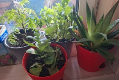 Начала устраивать своим цветам "теплый душ" 1 в неделю - и они зацвели так пышно, что за листьями не видно горшка