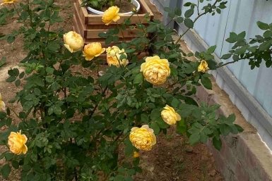 Пускают корни на глазах: через нижний срез черенкуем розы весной - приживется в любой земле