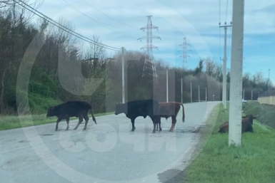 Неизвестный водитель ночью сбил двух коров на трассе Сочи