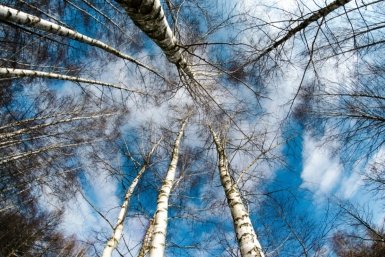 Советский биолог рассказал, какие деревья нельзя сажать на участке: останетесь без дома и урожая