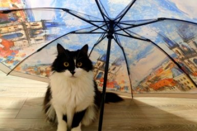 Небо будет плакать: с дождей начнется новая неделя на Ставрополье