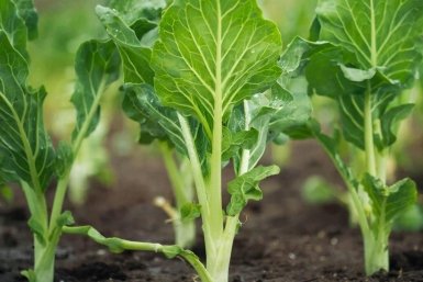 Старший научный сотрудник рассказала дачникам, когда лучше всего высаживать капусту