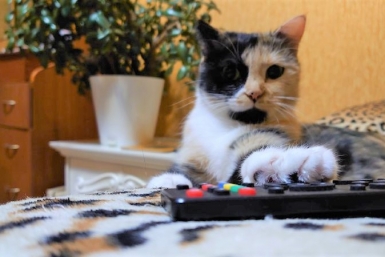 Кошка, пульт, телевидение ИА EAOMedia