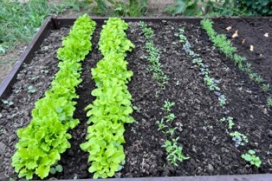 Почву превращаю в чернозем с помощью 1 средства весной - собираю гигантские урожаи осенью