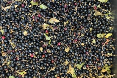 Весенний завтрак для смородины: 20 г на кв. метр - сладких ягод как звезд на небе ИА KrasnodarMedia