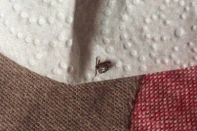 Клещи ненавидят этот запах: мажем прямо в лесу - бесплатно, а эффект на сутки