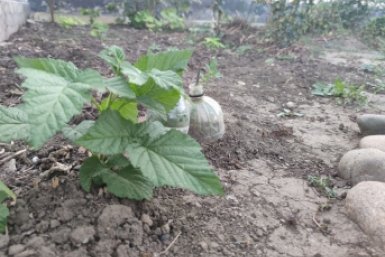 15 листочков в воду - тля исчезает за 4 часа: есть у каждого на кухне