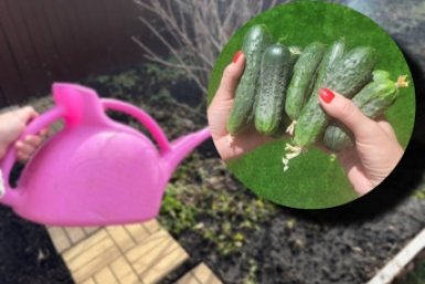 Киньте 1 ложку в лейку - огурцы хрустящие и без желтизны: плодоносят нон-стоп