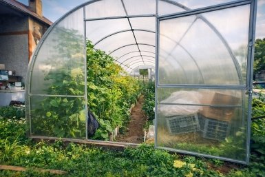 Указ принят: с 1 мая на теплицы вводится запрет - коснется всех, у кого есть дача