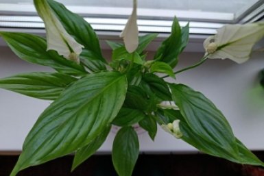 2 ст. ложки на 1 литр — и под спатифиллум: белоснежные "паруса" полезут один за другим — весенняя стимуляция