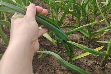 Никогда не выкапывайте чеснок, пока не увидите явный признак зрелости — не ботва и не бульбочки