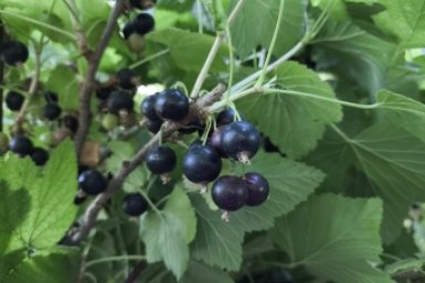 Бросила под кусты "куриное золото" — смородина вымахала как виноград: сладкая и крупная